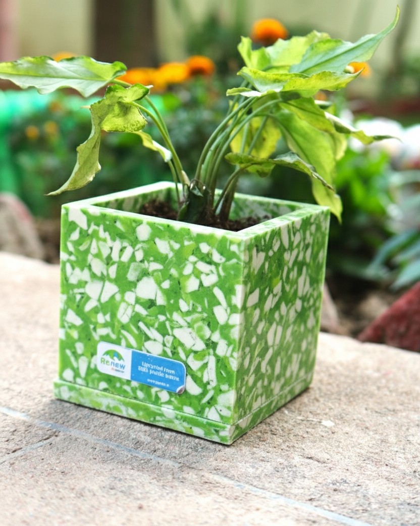 EcoRoot Planter